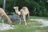 The animals of Miami Metro Zoo in Miami, Florida. 