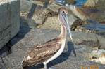 Charlie the pelican. Say CHEESE!!